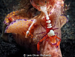 Emperor shrimps (Periclimenes imperator) riding on Cerato... by Lars Oliver Michaelis 